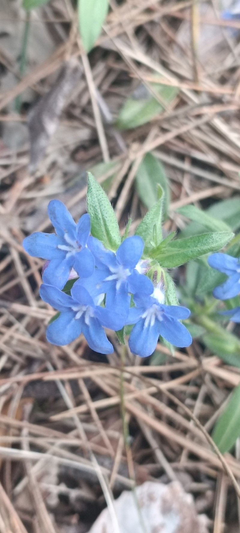 Aegonychon calabrum photo 3
