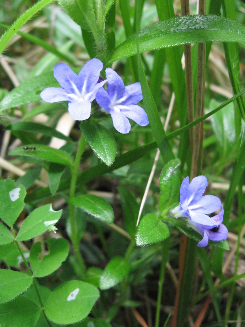 Aegonychon calabrum photo 4