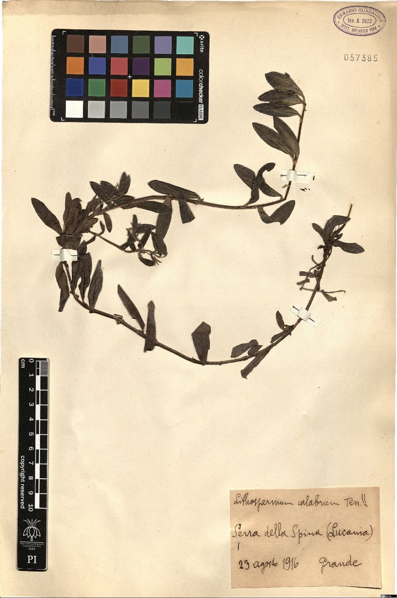 Aegonychon calabrum photo 6