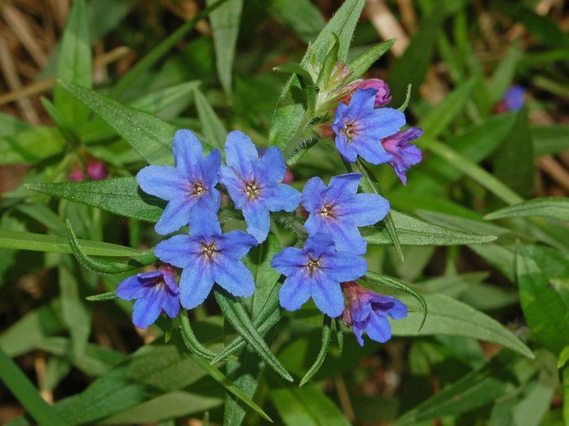 Aegonychon purpurocaeruleum