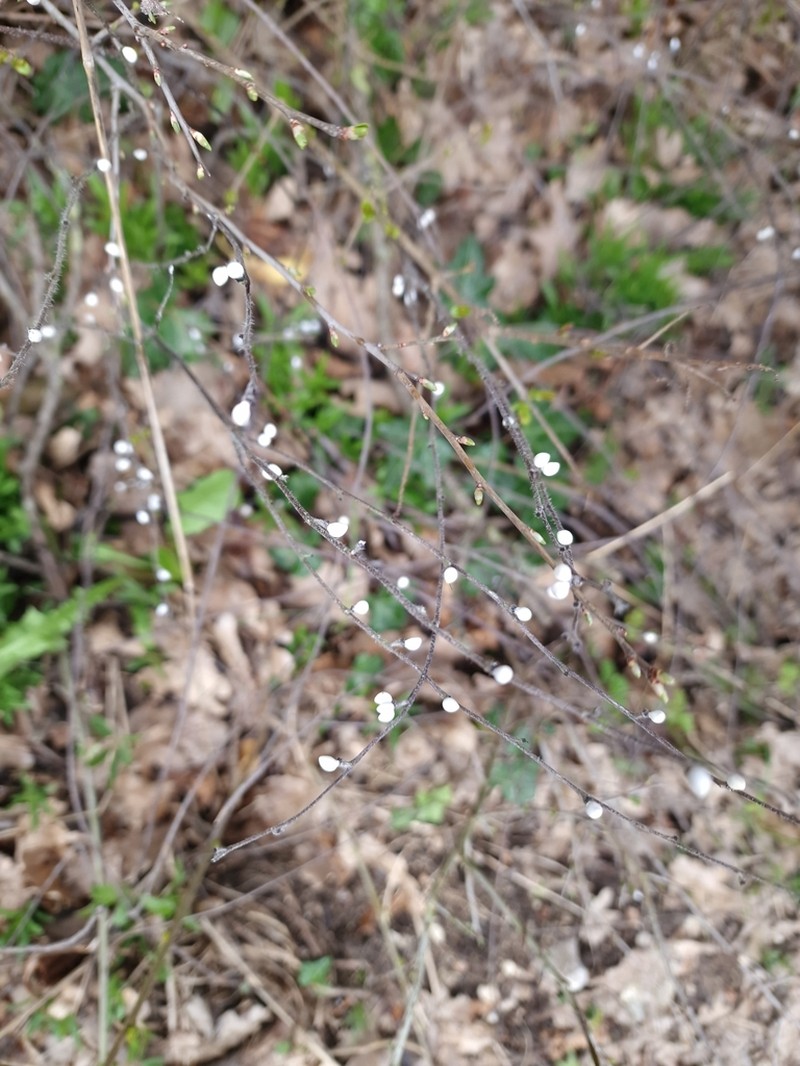 Aegonychon purpurocaeruleum photo 2