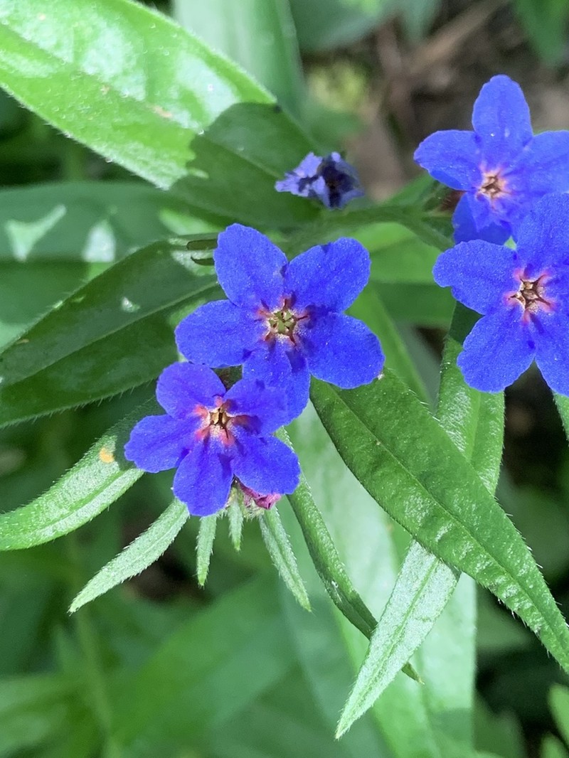 Aegonychon purpurocaeruleum photo 3