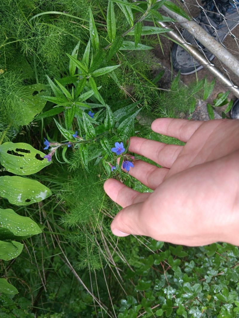 Aegonychon purpurocaeruleum photo 4