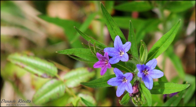 Aegonychon purpurocaeruleum photo 5