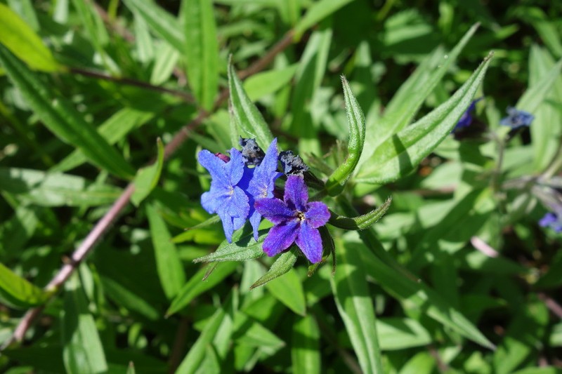 Aegonychon purpurocaeruleum photo 7