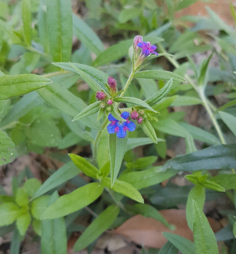 Aegonychon purpurocaeruleum photo 8