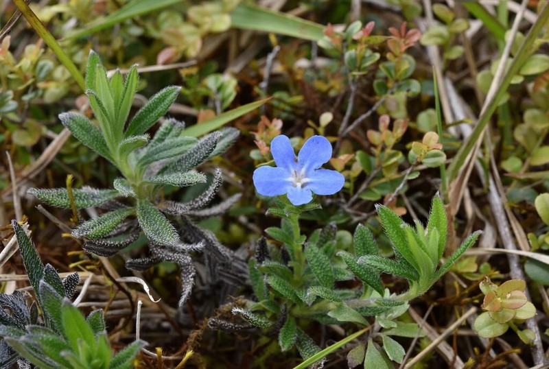 Aegonychon zollingeri