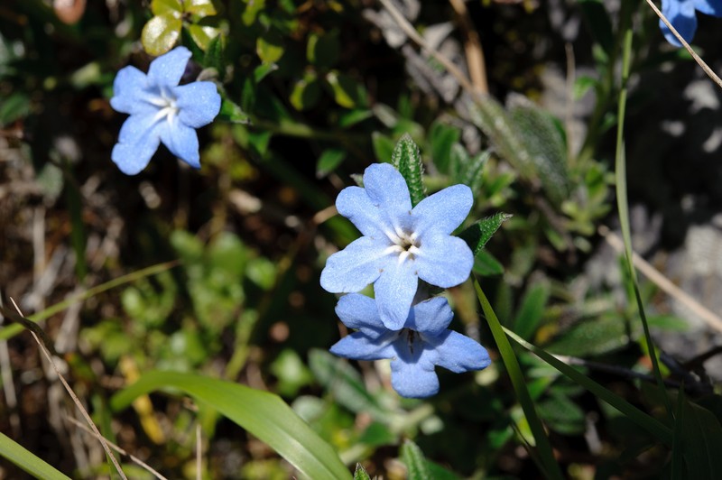 Aegonychon zollingeri photo 2