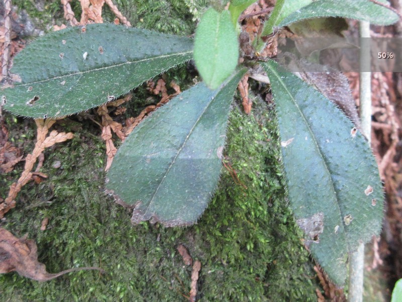 Aegonychon zollingeri photo 3