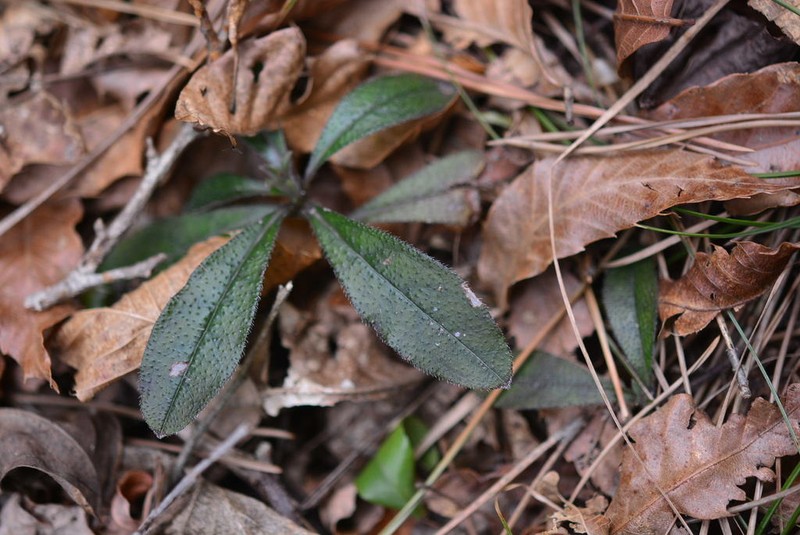Aegonychon zollingeri photo 4