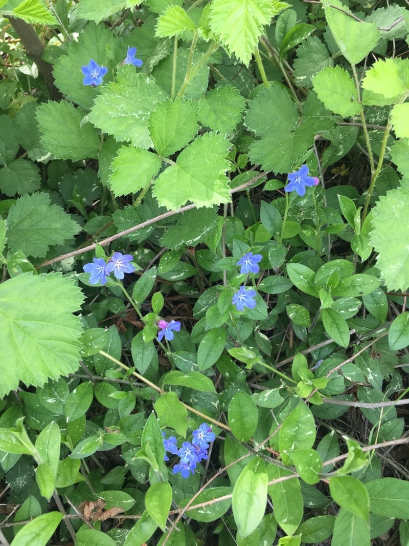 Aegonychon zollingeri photo 5