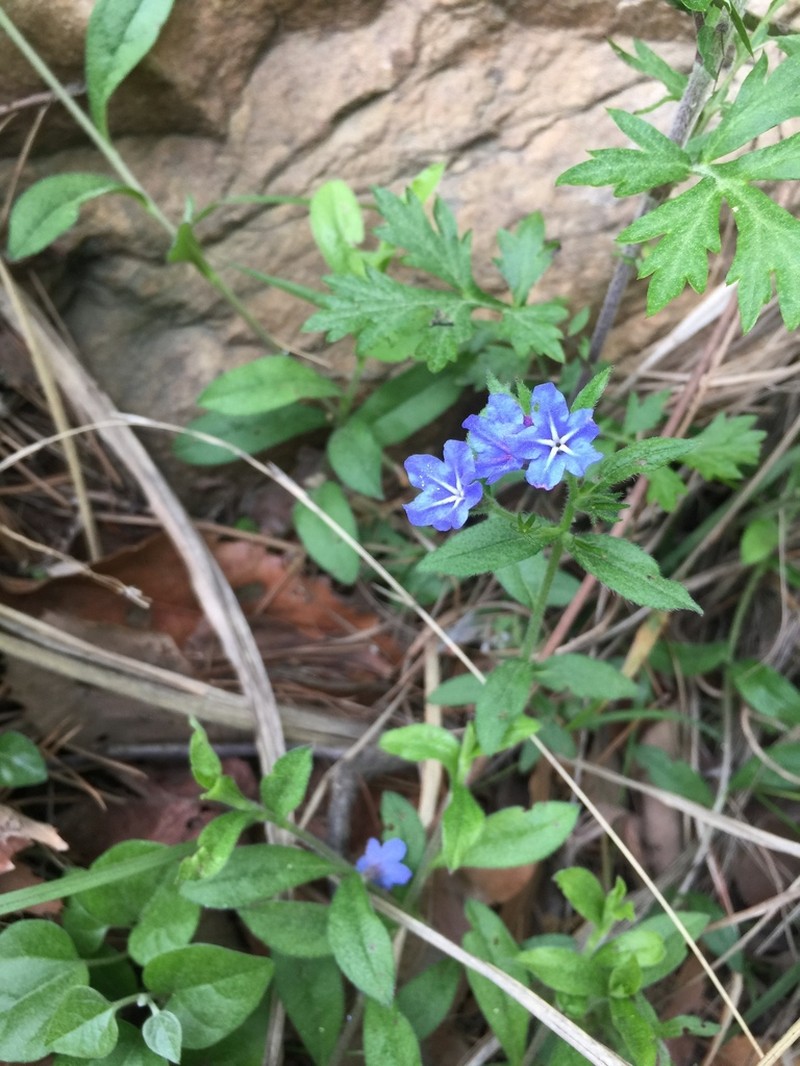 Aegonychon zollingeri photo 6
