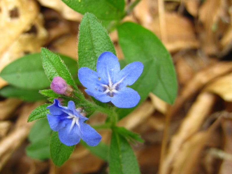 Aegonychon zollingeri photo 7