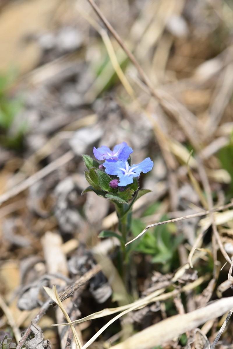 Aegonychon zollingeri photo 8