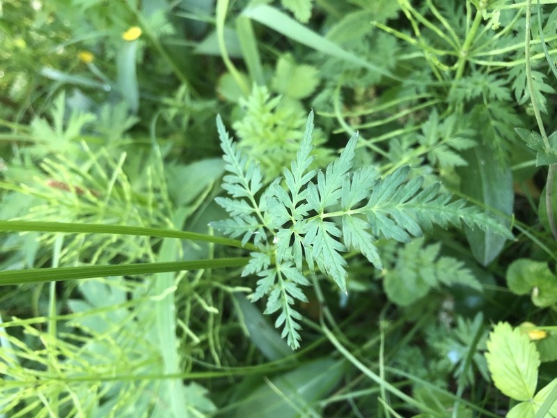 Aegopodium alpestre