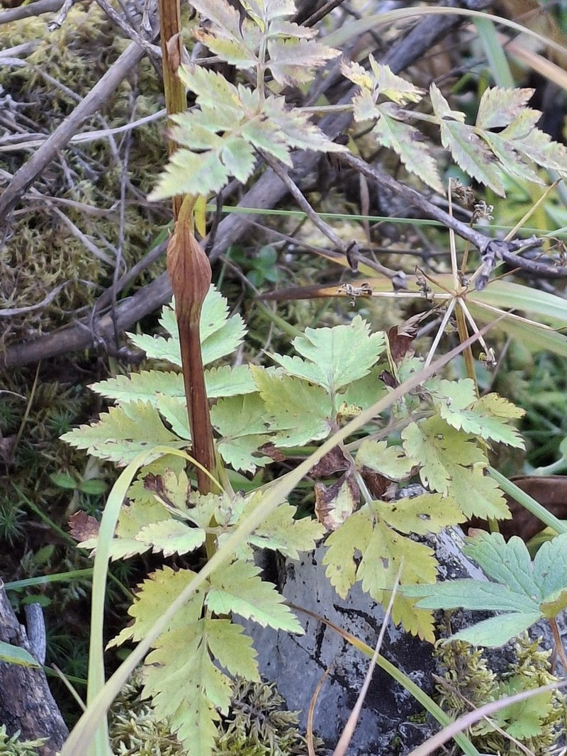 Aegopodium alpestre photo 2
