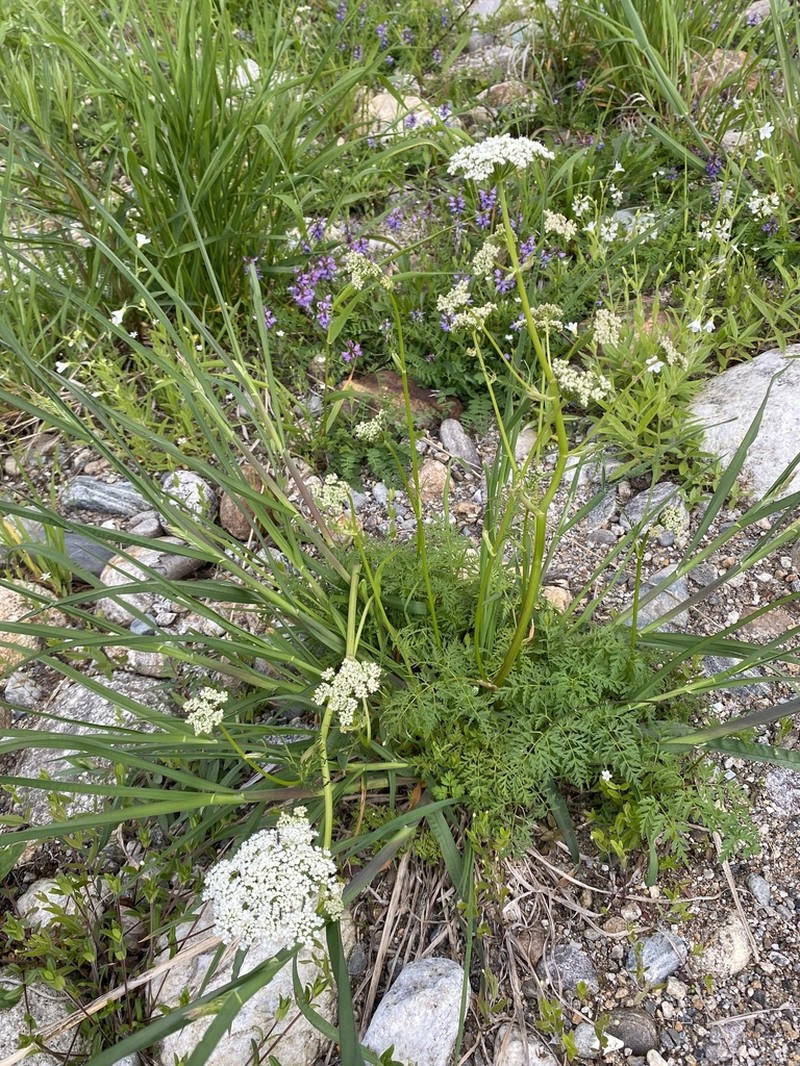 Aegopodium alpestre photo 3