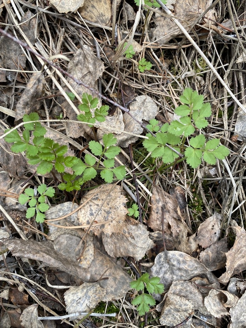 Aegopodium alpestre photo 4