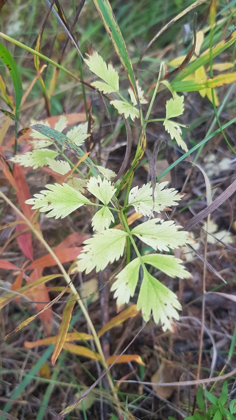 Aegopodium alpestre photo 6