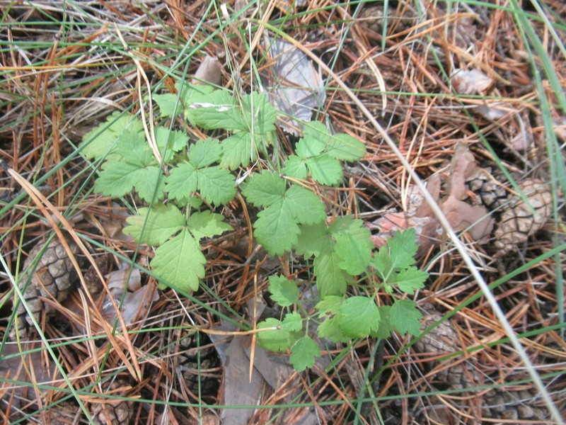 Aegopodium alpestre photo 7