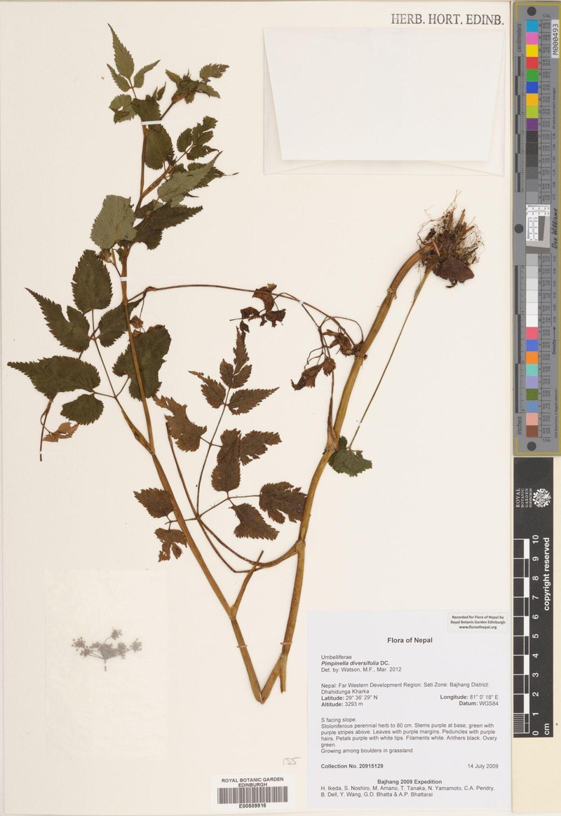 Aegopodium burttii