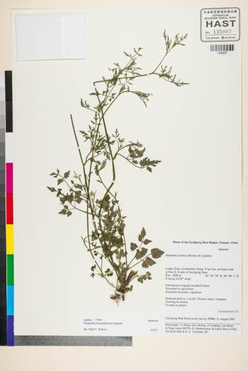 Aegopodium burttii photo 2