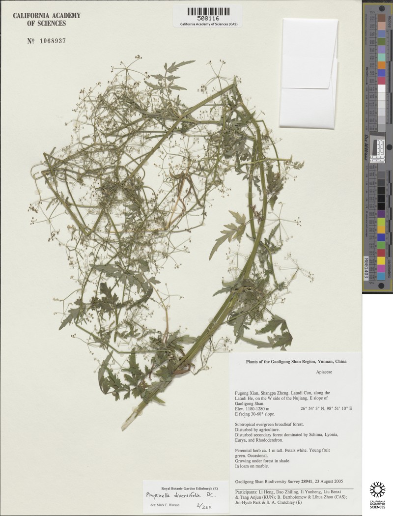 Aegopodium burttii photo 3