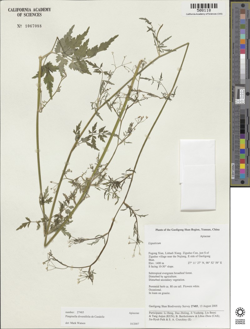 Aegopodium burttii photo 4