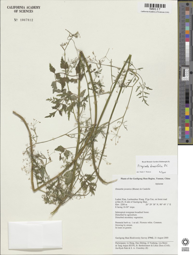 Aegopodium burttii photo 5