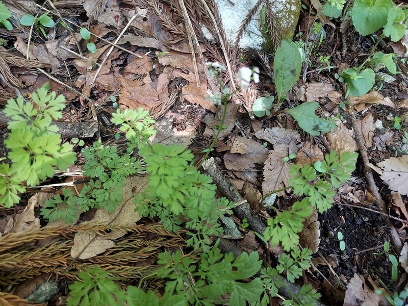 Aegopodium decumbens