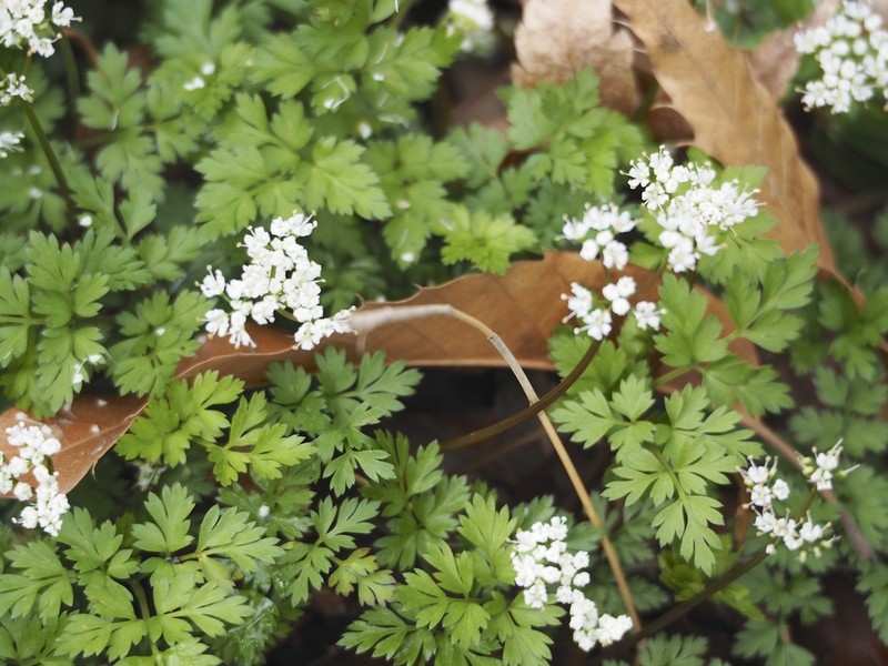 Aegopodium decumbens photo 2