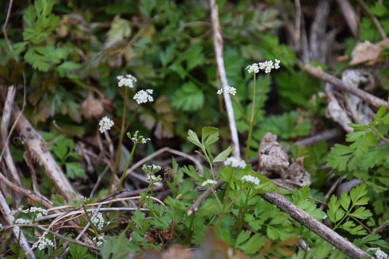 Aegopodium decumbens photo 3