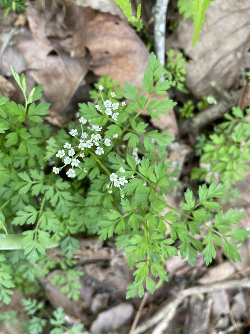 Aegopodium decumbens photo 4