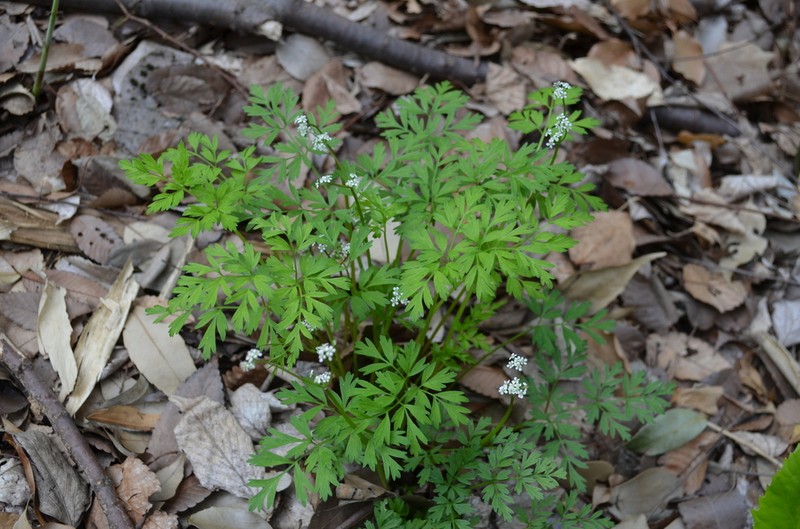 Aegopodium decumbens photo 5