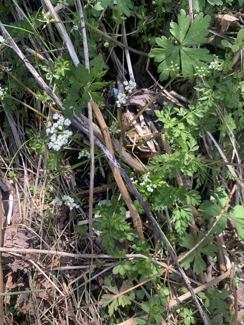 Aegopodium decumbens photo 6