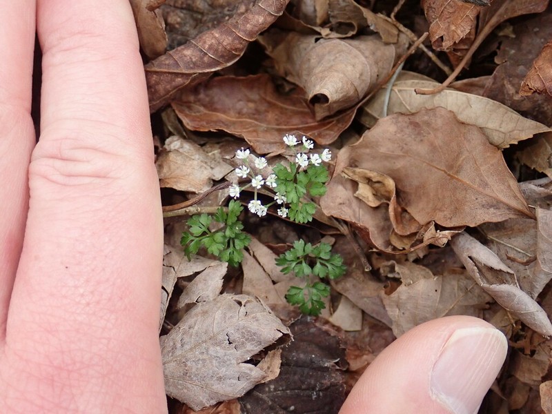 Aegopodium decumbens photo 7