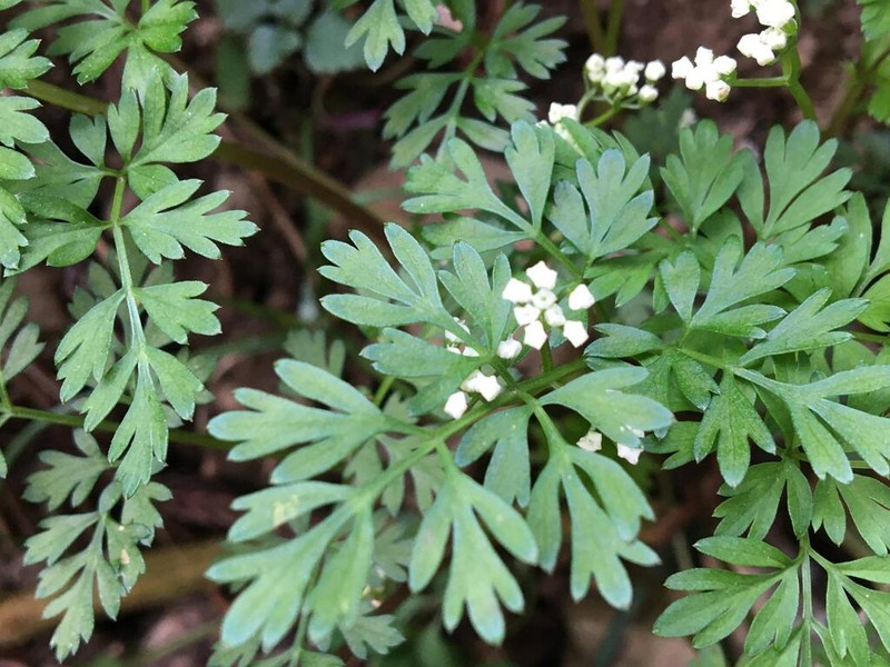 Aegopodium decumbens photo 8