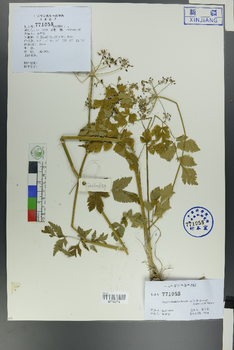 Aegopodium kashmiricum
