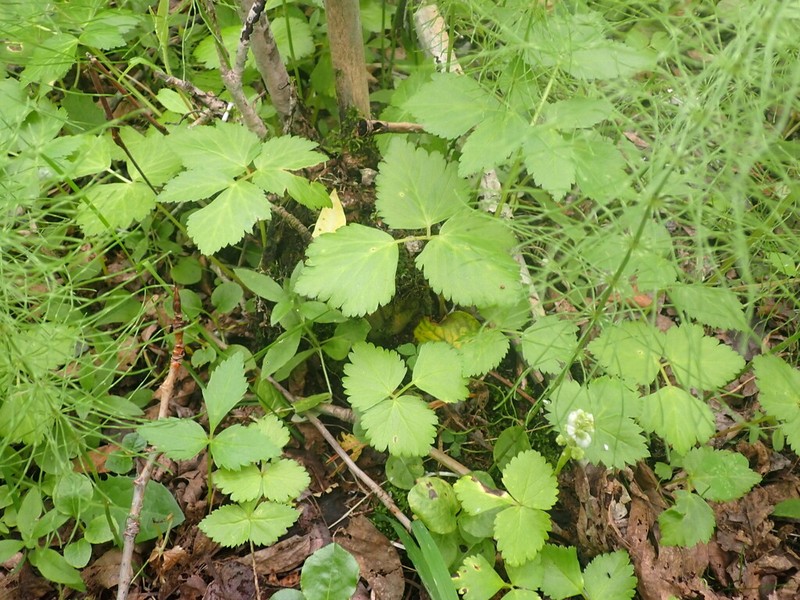 Aegopodium latifolium