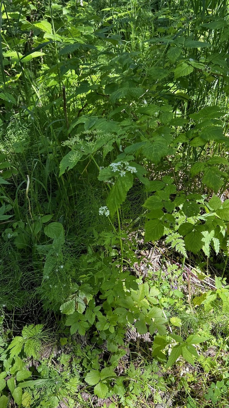 Aegopodium latifolium photo 2