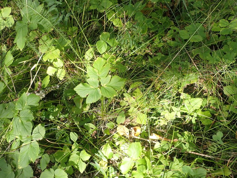 Aegopodium latifolium photo 3