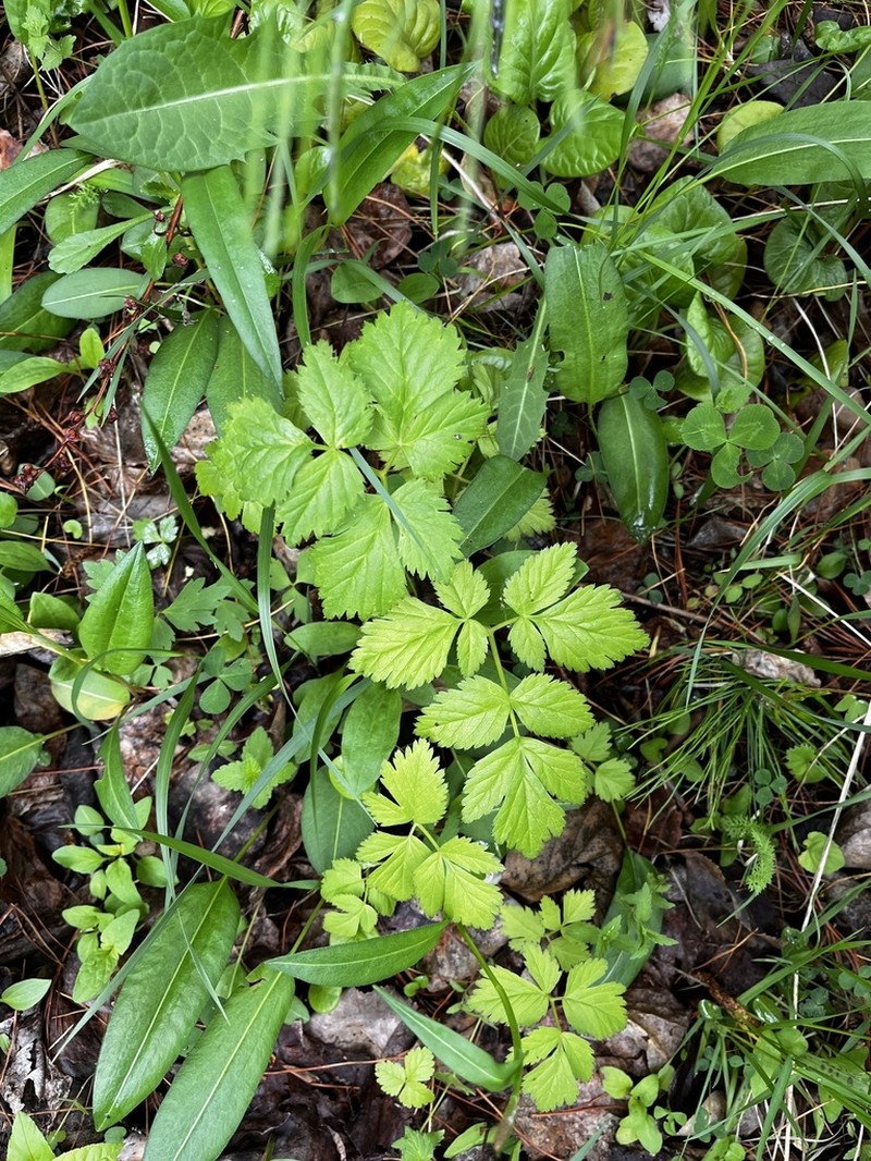 Aegopodium latifolium photo 4