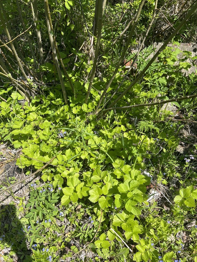 Aegopodium latifolium photo 5