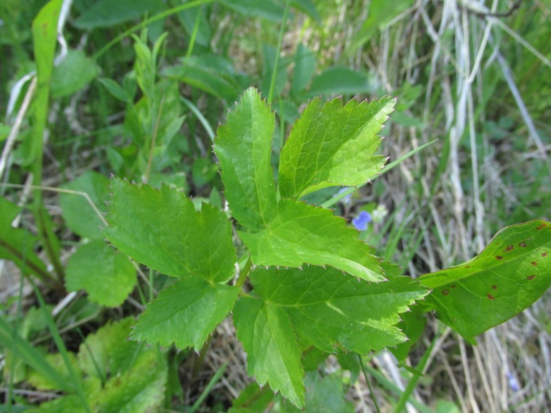 Aegopodium latifolium photo 6