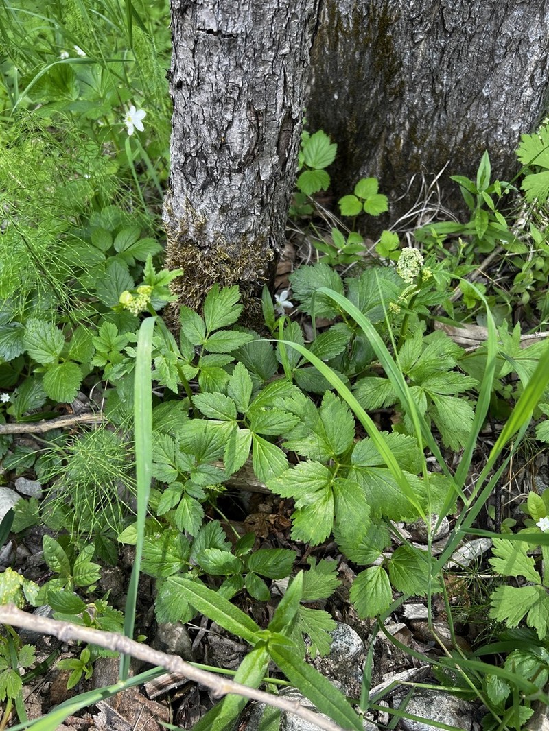 Aegopodium latifolium photo 7