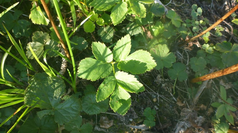 Aegopodium latifolium photo 8
