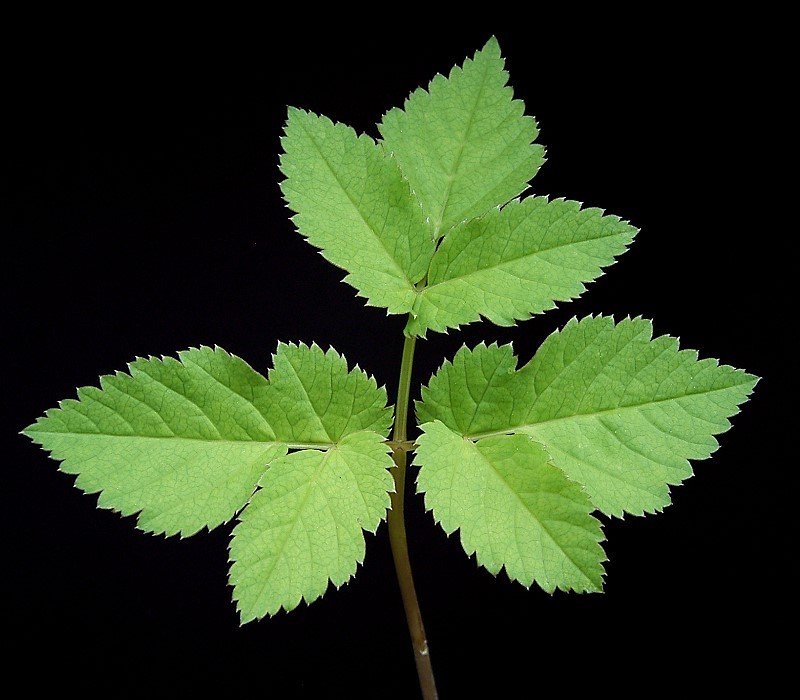 Bishop's Goutweed photo 3