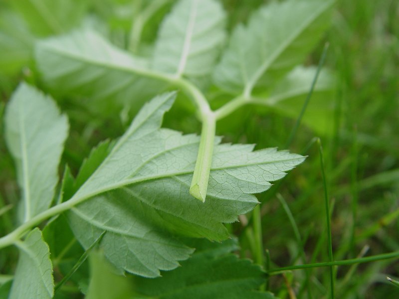 Bishop's Goutweed photo 4