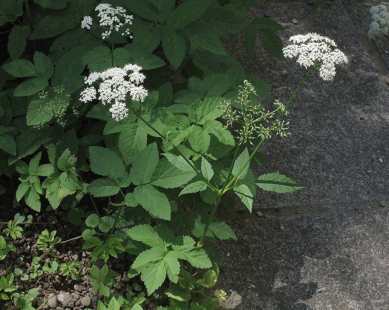 Bishop's Goutweed photo 5
