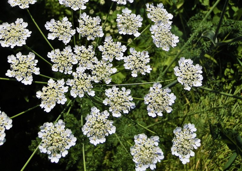 Bishop's Goutweed photo 6